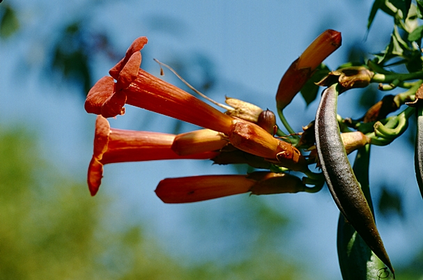 {Campsis radicans}